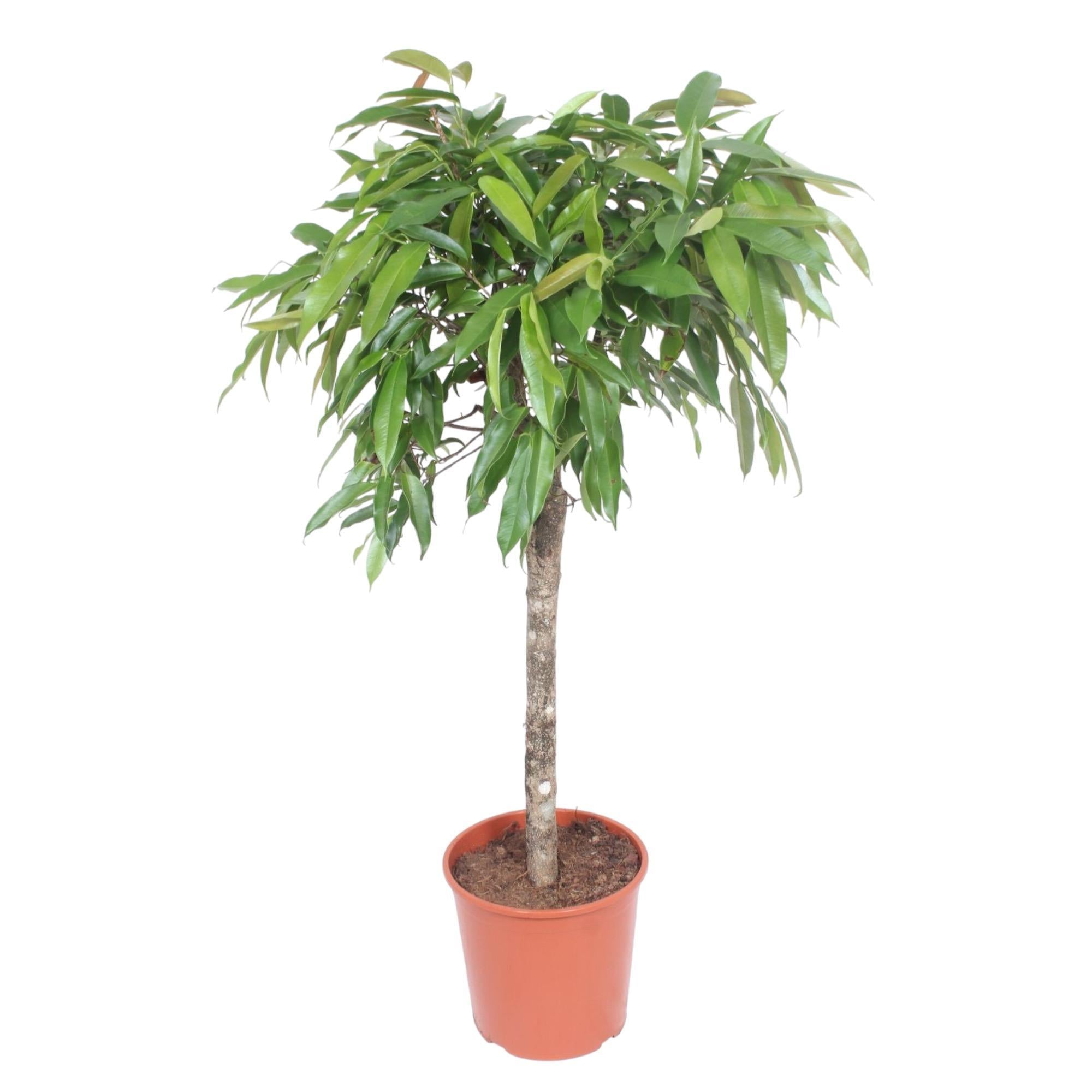 Schmalblättriger Gummibaum - Ficus Amstel King - 140 cm - ø30