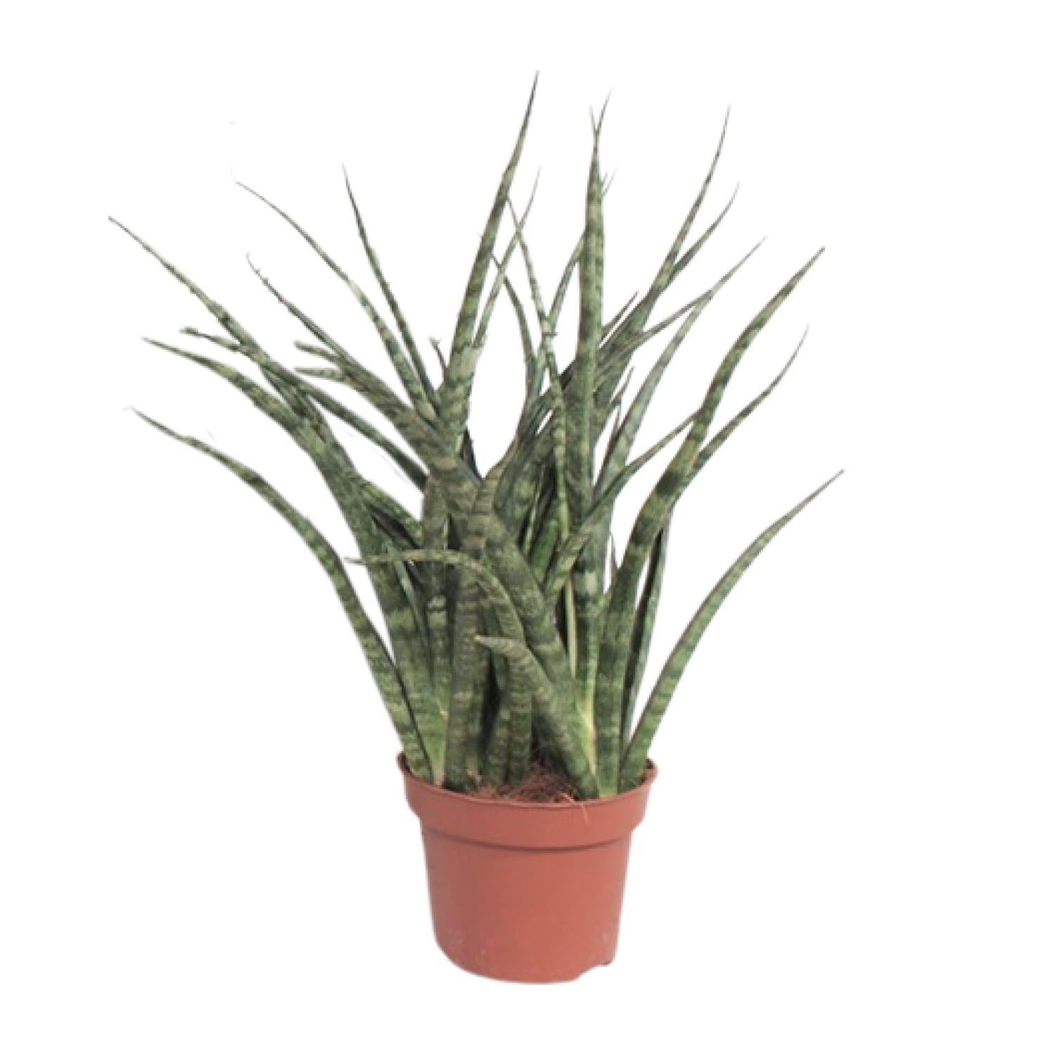Bogenhanf - Sansevieria Fernwood Punk - Ø12cm - ↕35cm