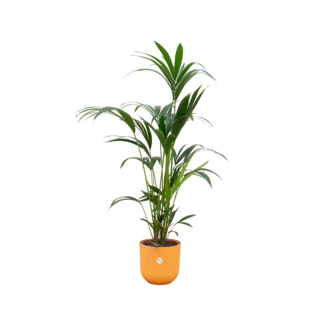 Kentia Palme - Howea Forsteriana - inklusive elho Jazz Round Topf ocker Ă26 - 160 cm