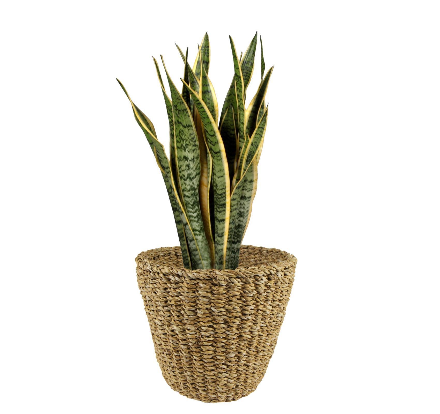 Korb Jip Natur - M - H23 W26