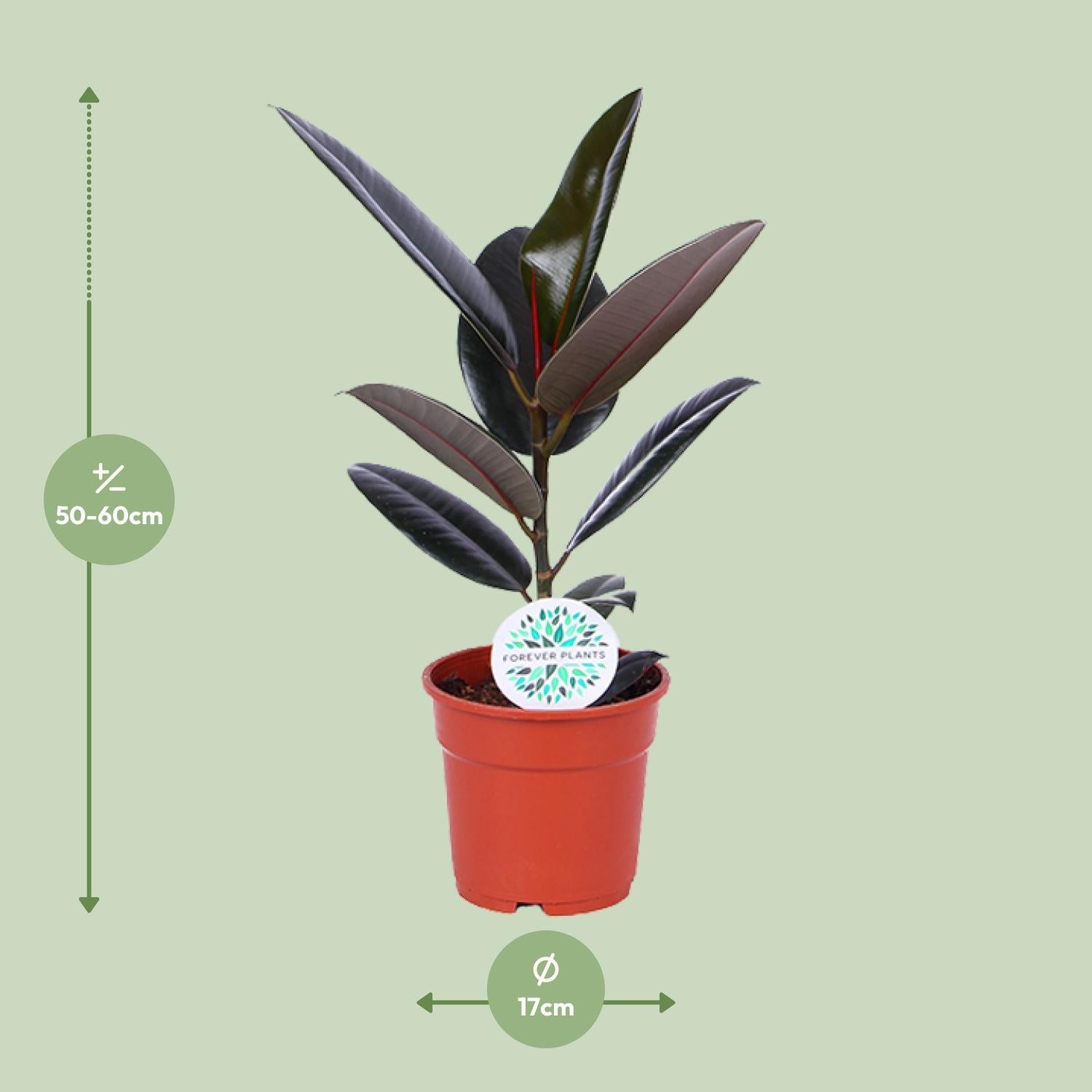 Gummibaum - Ficus Elastica Abidjan - Ø17cm - ↕55cm
