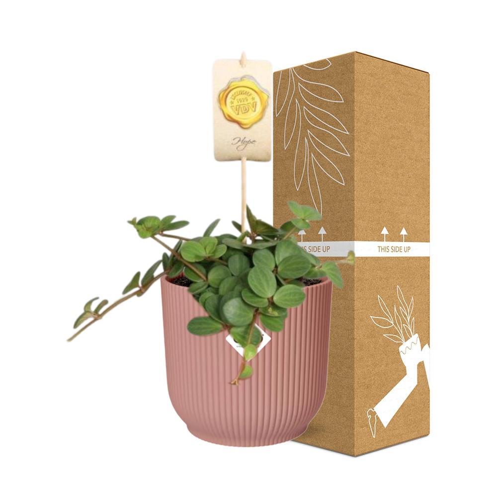 Zwergpfefferpflanze - Peperomia Hope in ELHO Vibes Fold 14cm Topf rosa