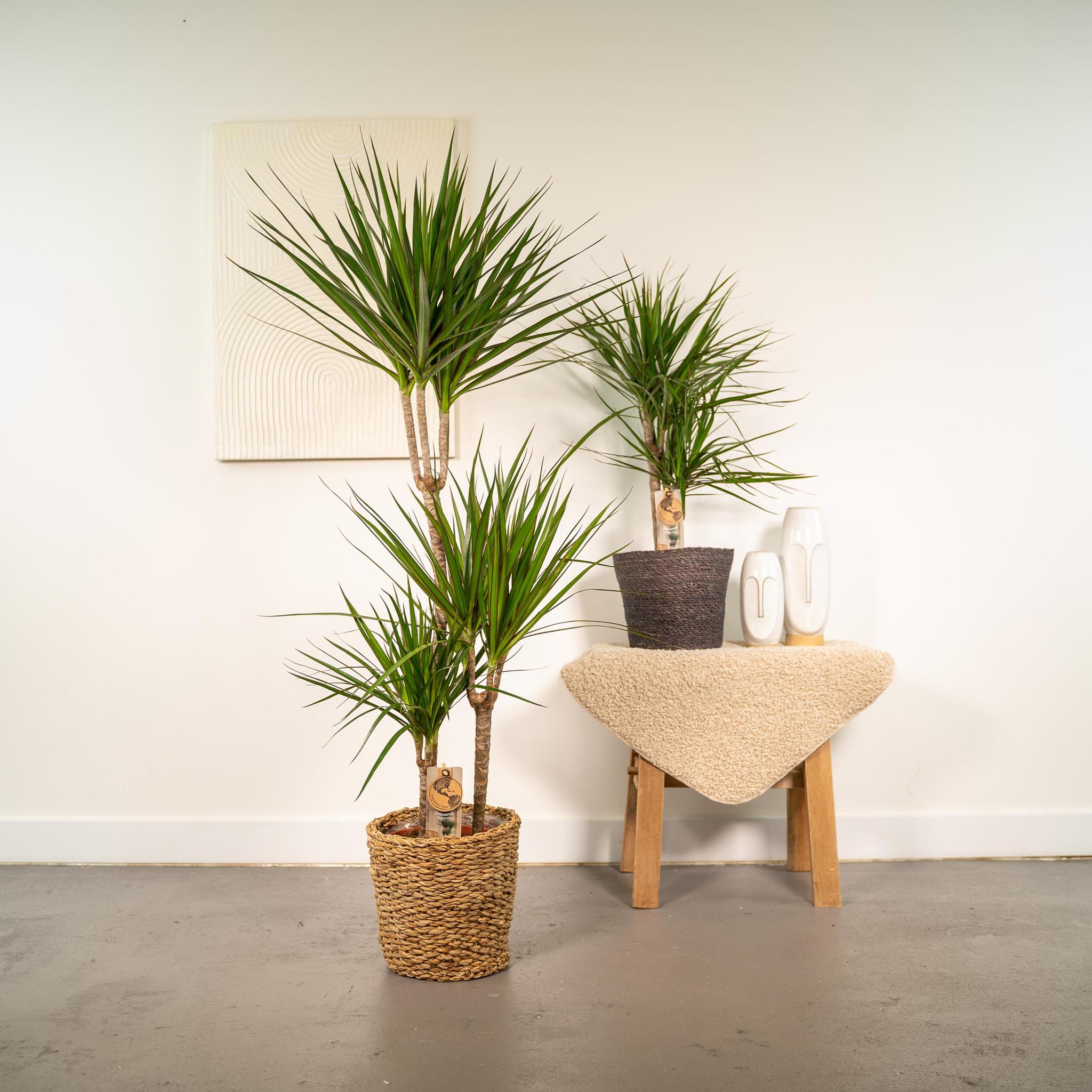 Drachenbaum Set - Dracaena Bicolor - ↨120cm - Ø21cm - 70cm - Ø17cm 2 Stück
