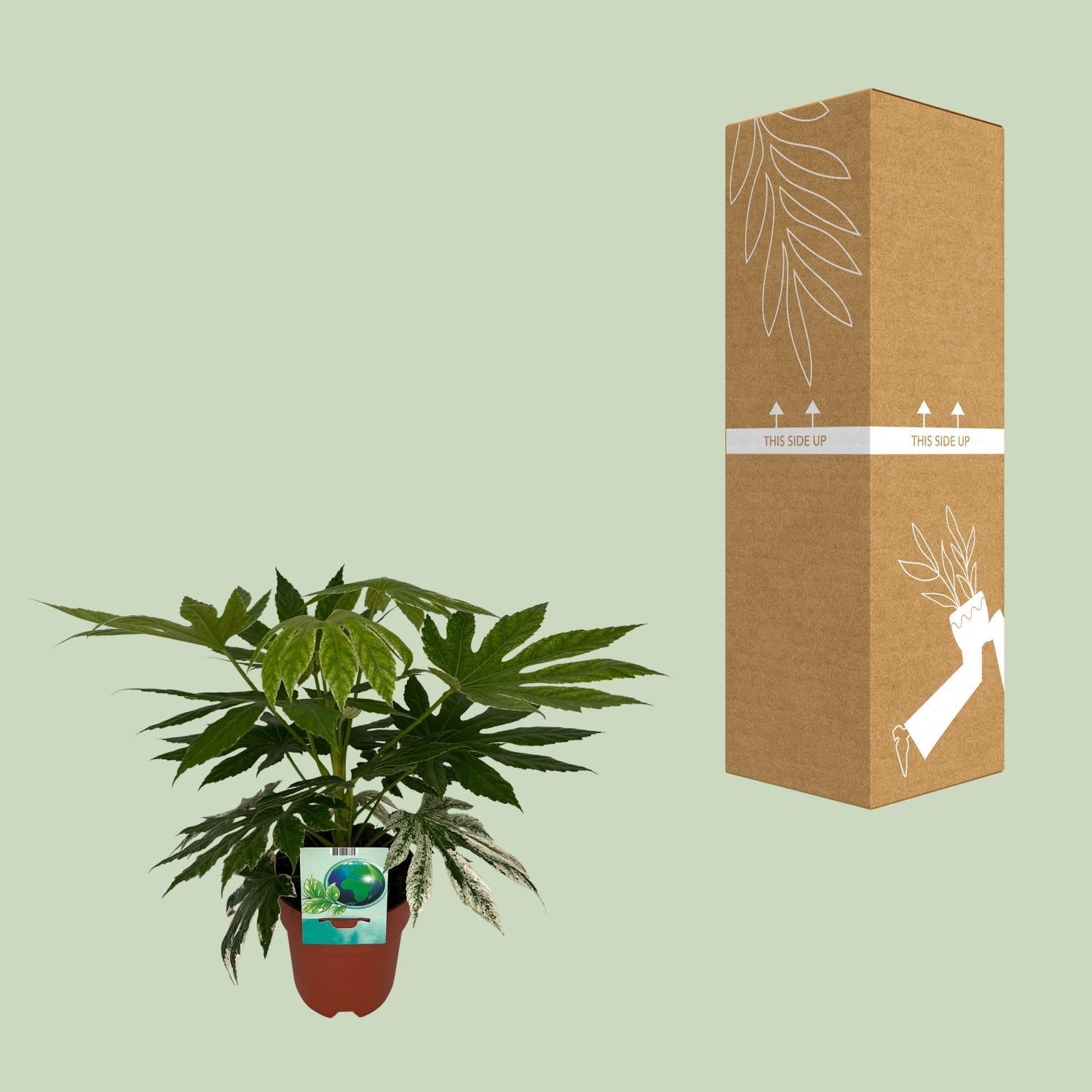 Japanische Aralie - Fatsia Japonica Variegata - Ø19cm - ↕60cm