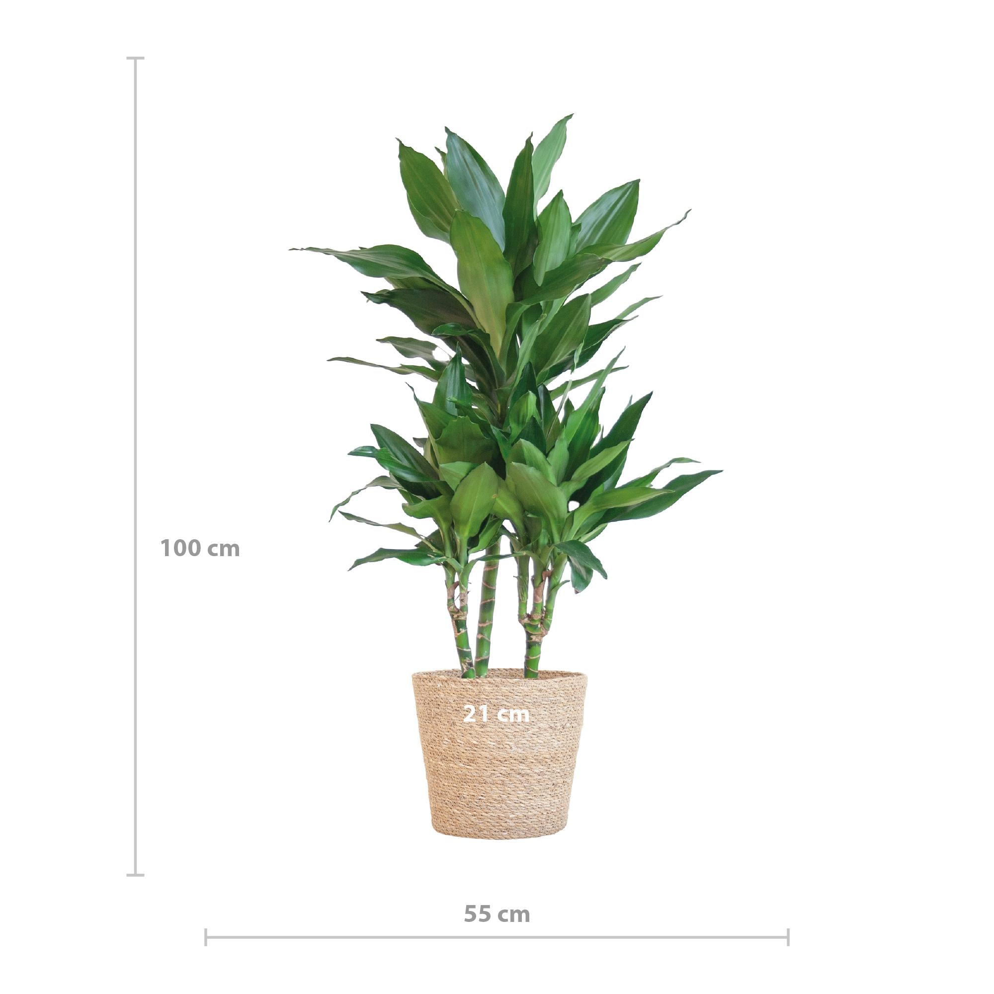 Drachenbaum - Dracaena Janet Lindt mit Korb Sofia natur - 95cm - Ø21
