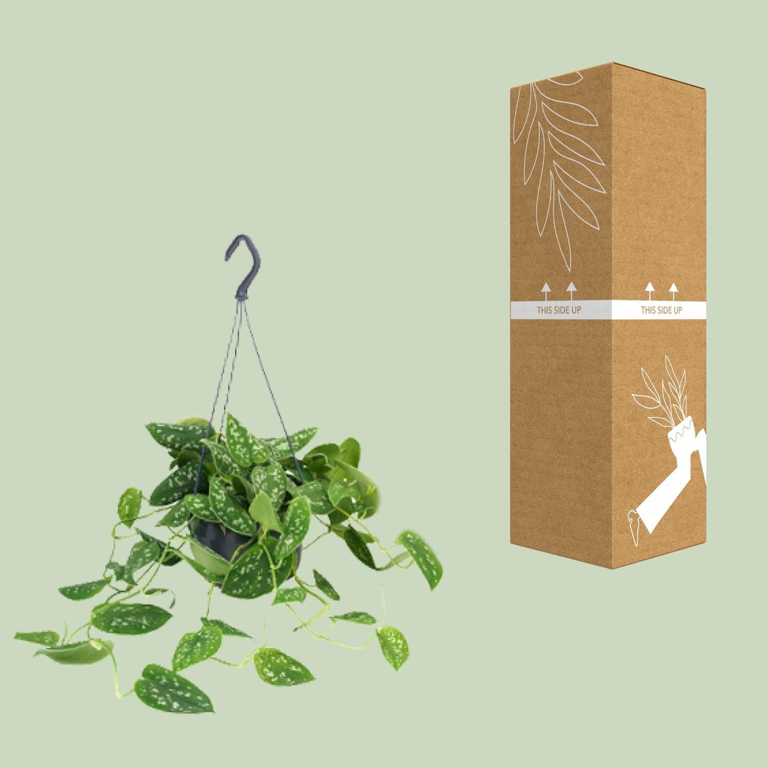 Efeutute - Scindapsus Pictus Argyraeus - Ø15cm - ↕25cm