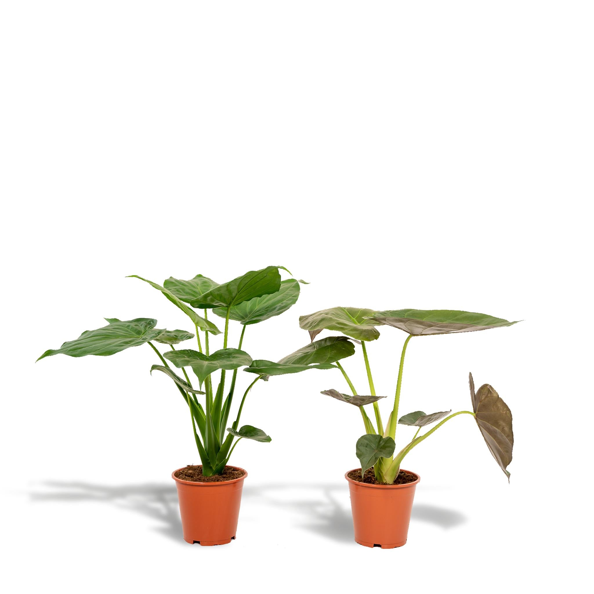 Elefantenohr Mix - Alocasia Cucullata - Ø19cm - ↕60cm & Alocasia Wentii - Ø19cm - ↕60cm