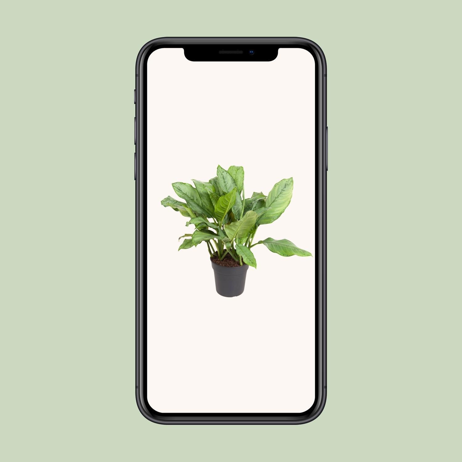 Chinesischer Immergrün - Aglaonema B.J. Freedman - Ø24cm - ↕70cm