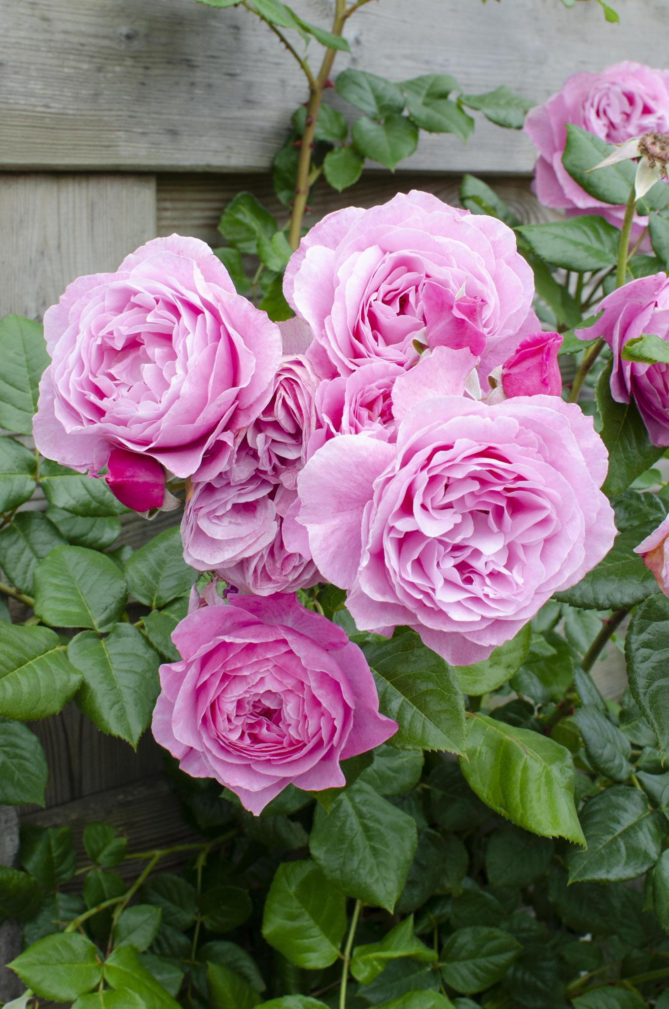 Rosen - Rose Crazy in love 'Pink' - Ø15cm - ↕65cm Rosa Rose Kletterrose