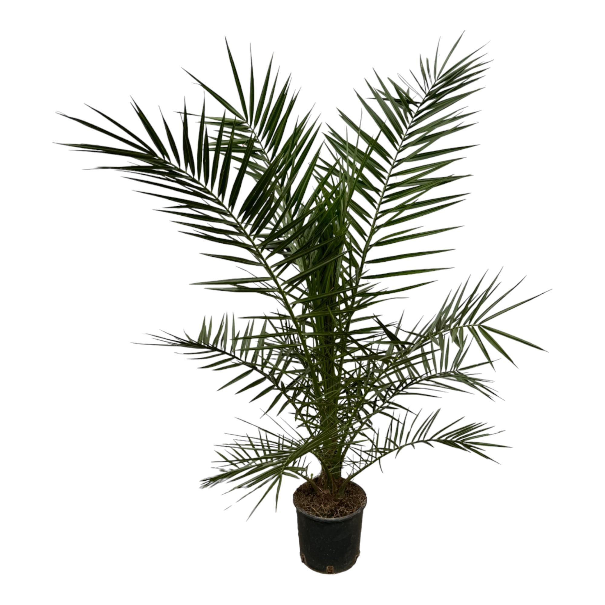 Kanarische Dattelpalme - Phoenix Canariensis - 160 cm - Ø22cm