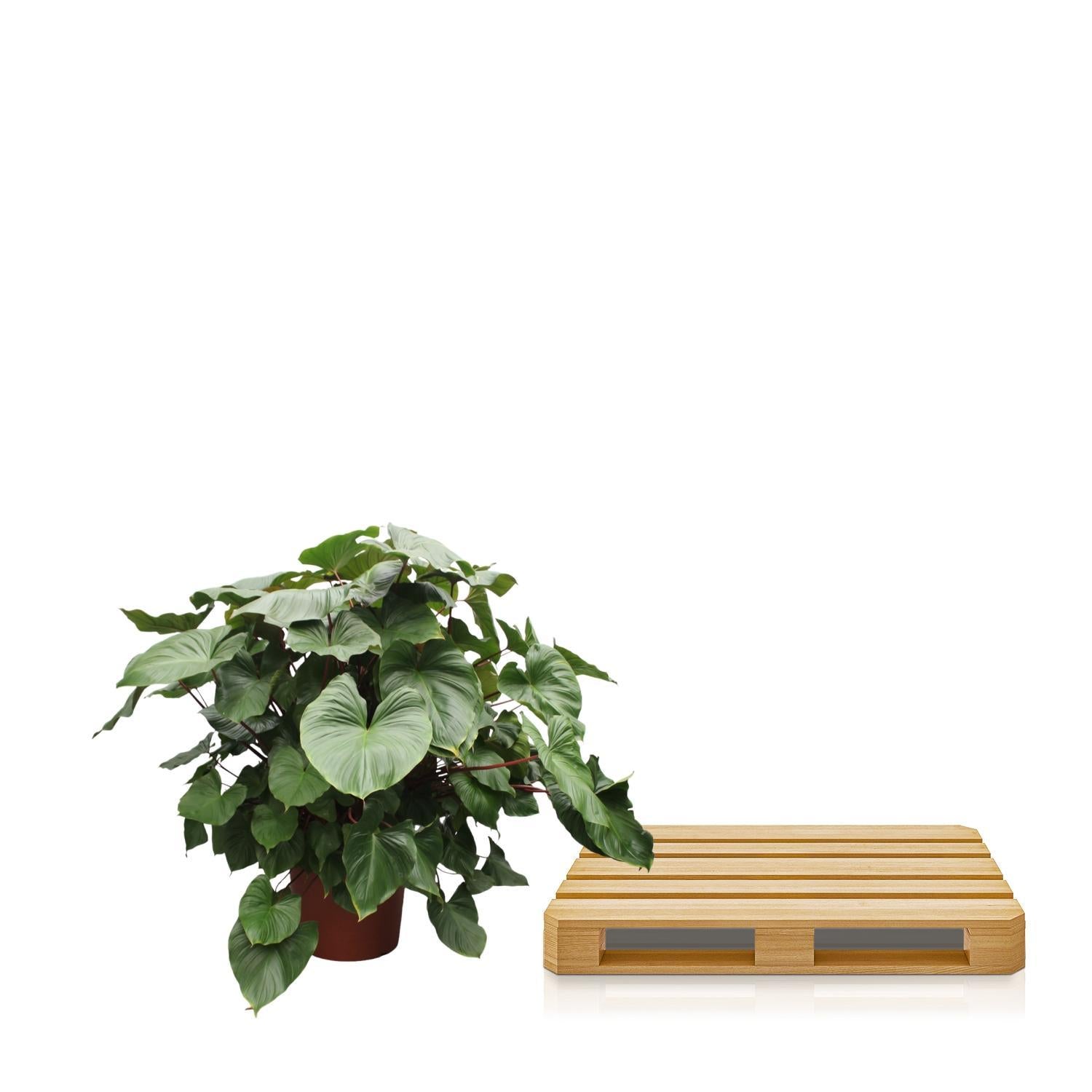 Herzblattpflanze - Homalomena Rubescens Maggy - 170 cm - ø60