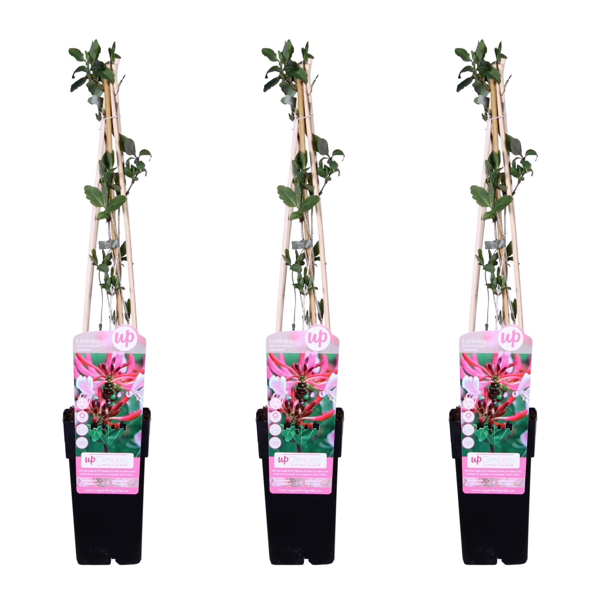 Waldgeißblatt - Lonicera Periclymenum Serotina - ↨65cm - Ø15 3 Stück