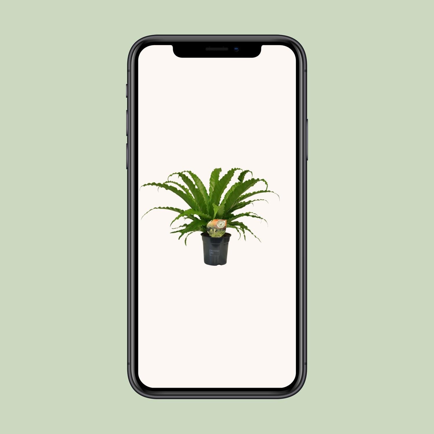 Japanischer Vogelnestfarn - Asplenium Osaka - Ø17cm - ↕40cm