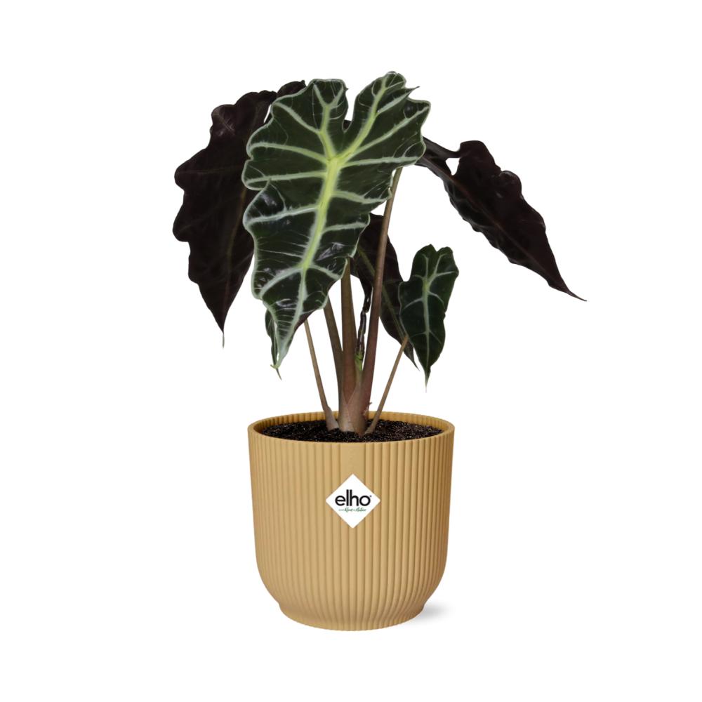 Elefantenohr - Alocasia ‘Polly’ in ELHO Vibes Fold 14cm Topf gelb