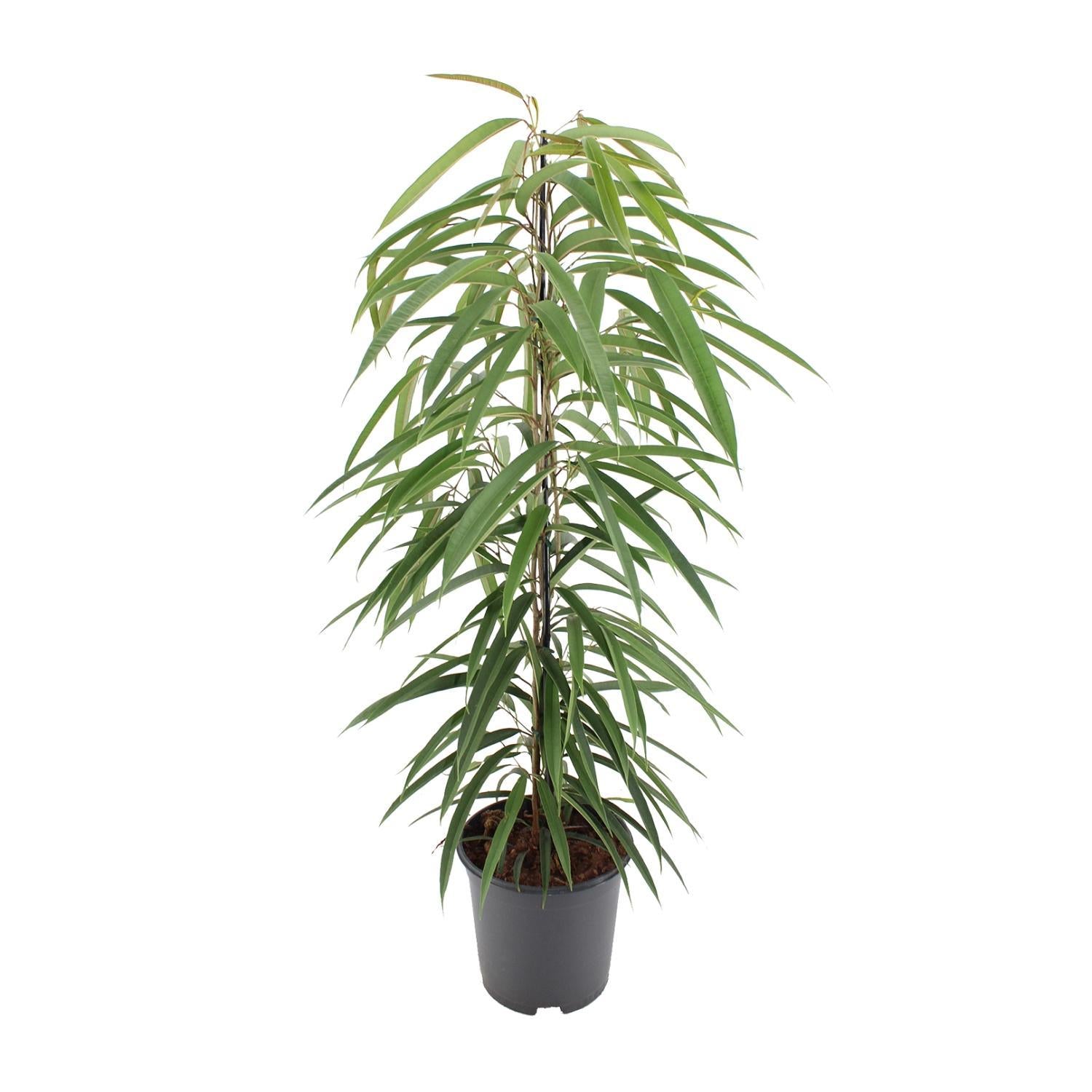 Schmalblättrige Birkenfeige - Ficus Binnendijkii Alii - 80cm - 21Ø