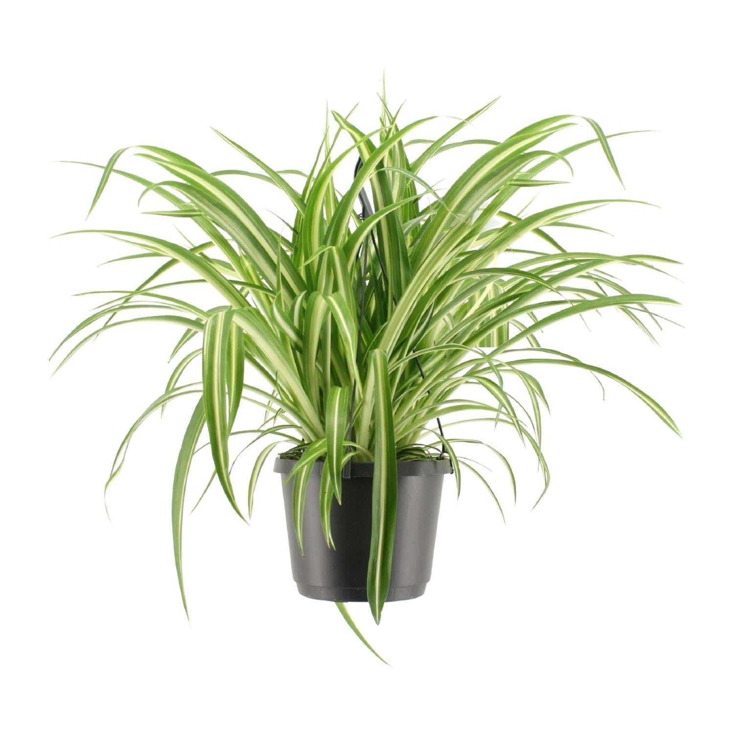 grünlilie zugluft Grünlilie - Chlorophytum Comosum Variegatum - Ø17cm