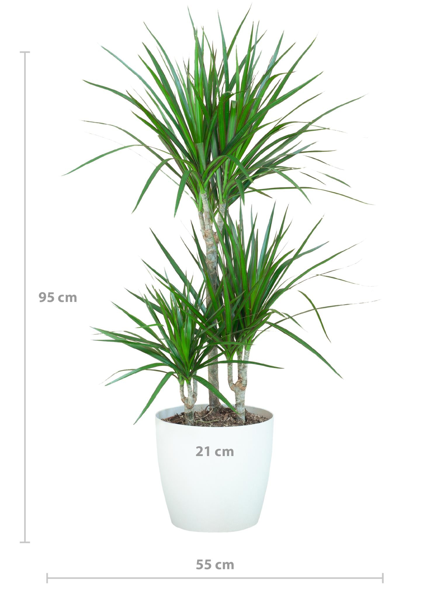 Drachenbaum - Dracaena Marginata mit Viber Topf weiß - 95cm - Ø21