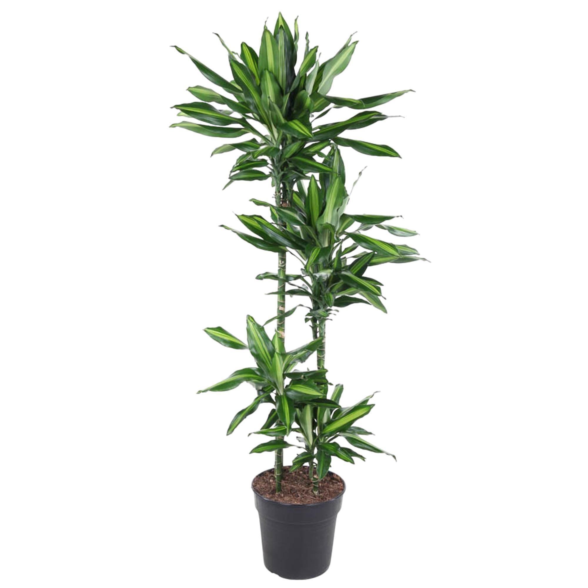 Drachenbaum - Dracaena Cintho - 150 cm - ø27