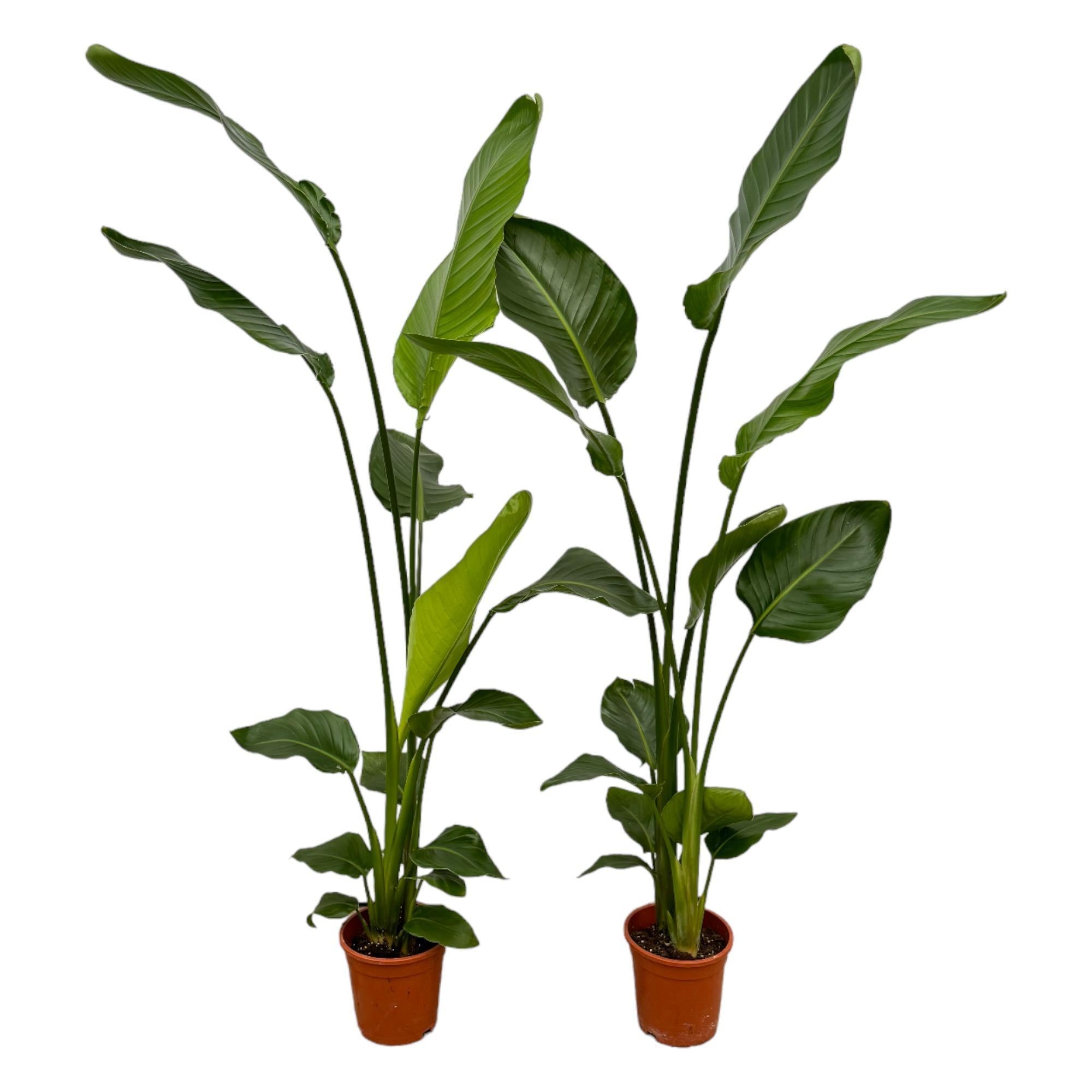 Paradiesvogelblume Set - Strelitzia Nicolai - 130 cm - Ø17 2 Stück
