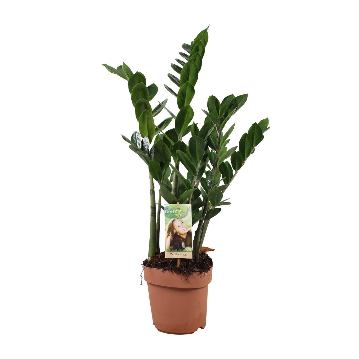 Glücksfeder - Zamioculcas Zamiifolia - Ø17cm - ↕70cm