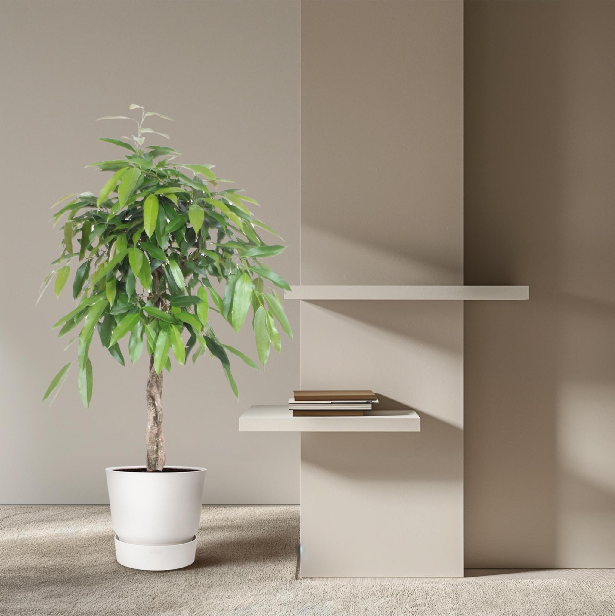 Schmalblättriger Gummibaum - Ficus Amstel King geflochtener Stamm - 140 cm - ø30