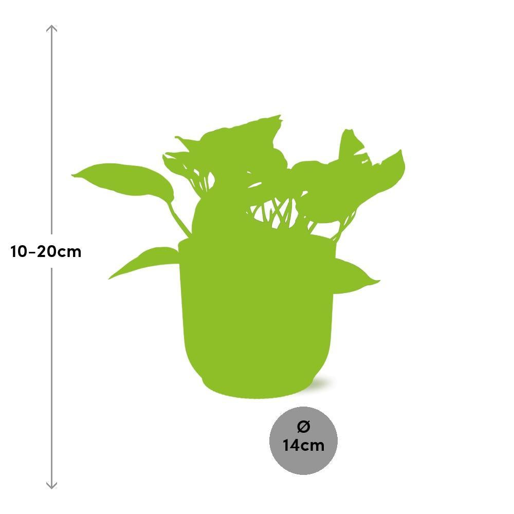 Efeutute - Scindapsus (Epipremnum) Marble Queen in ELHO Vibes Fold 14cm Topf gelb