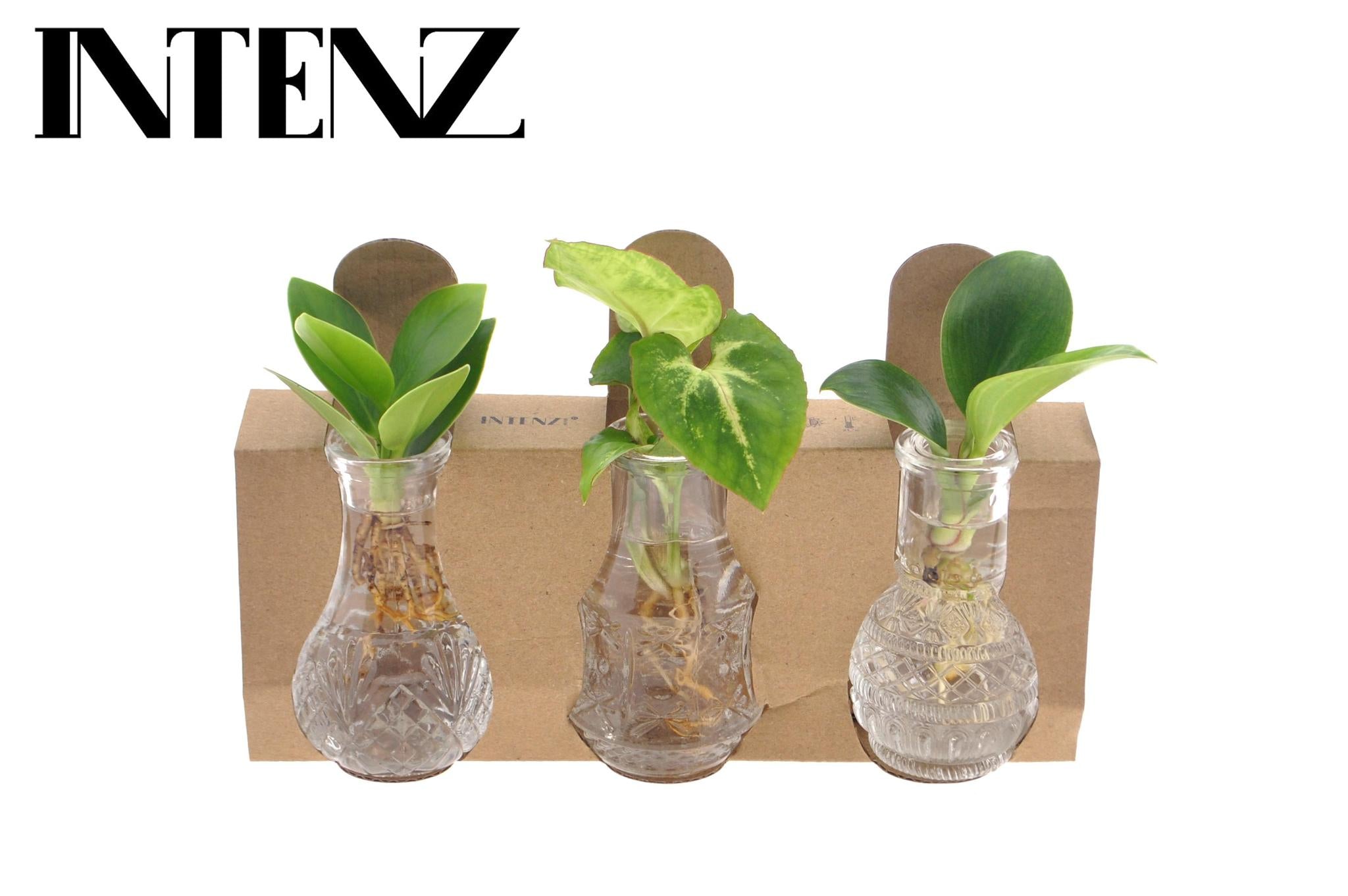 Pflanzen Mix im Glas - Zimmerpflanzen Im Berlin Glas - Ø7cm - ↕10cm 3 Stück