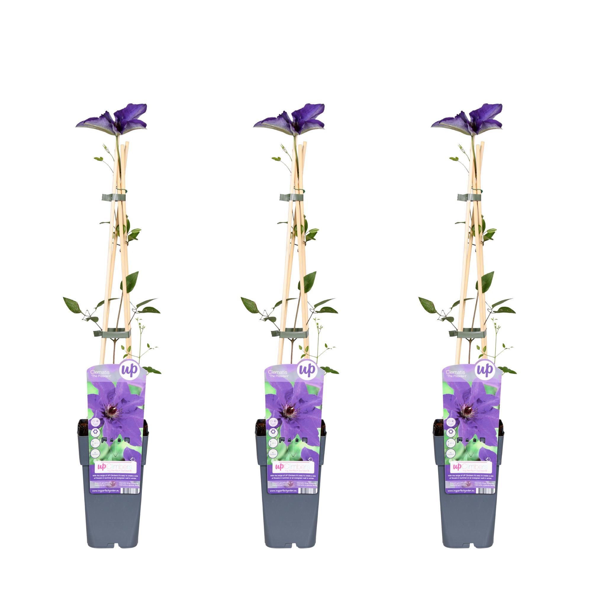 Waldrebe - Clematis The President - ↨65cm - Ø15 3 Stück