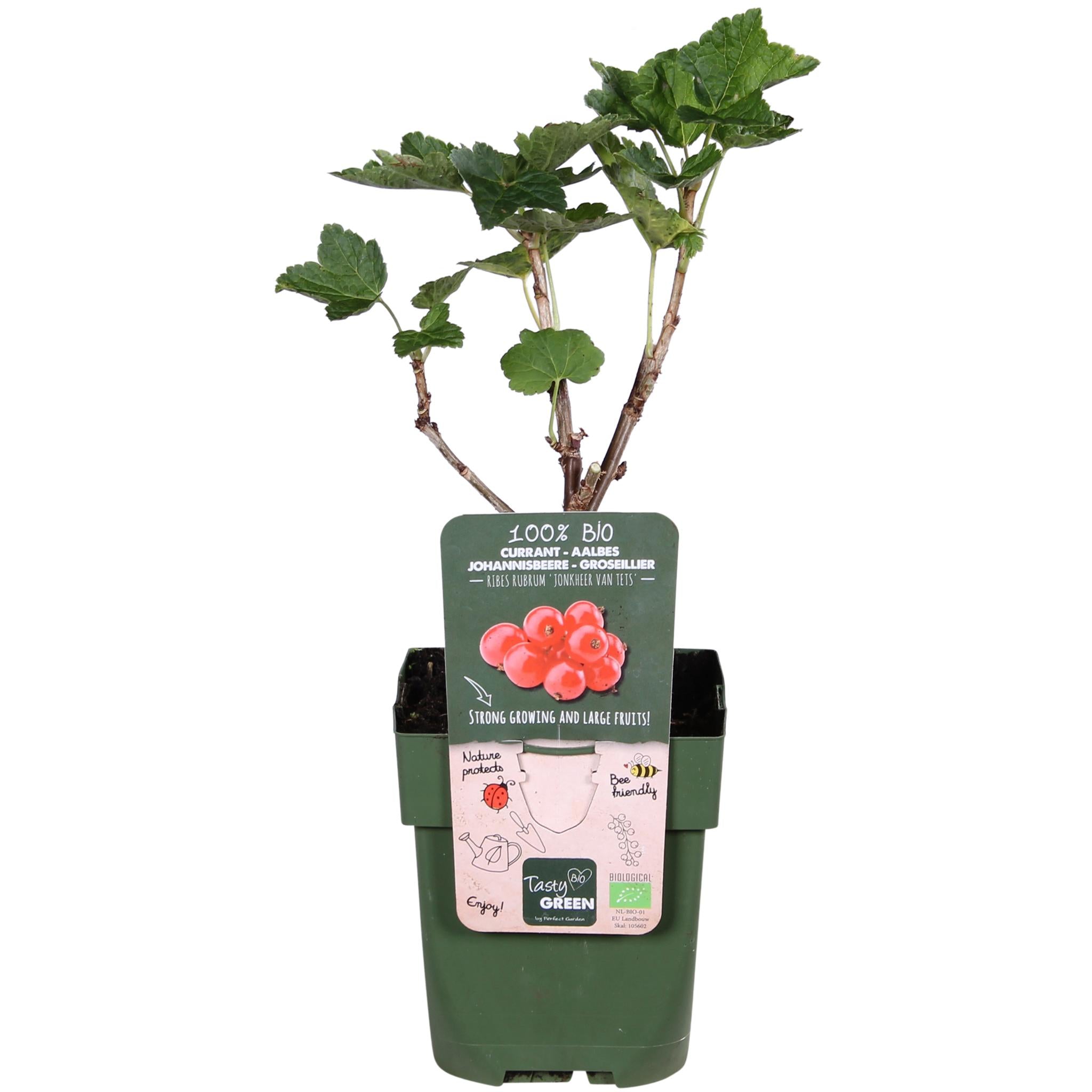 Rote Johannisbeeren - Ribes rubrum 'Jonkheer van Tets' - ↨45cm - Ø13