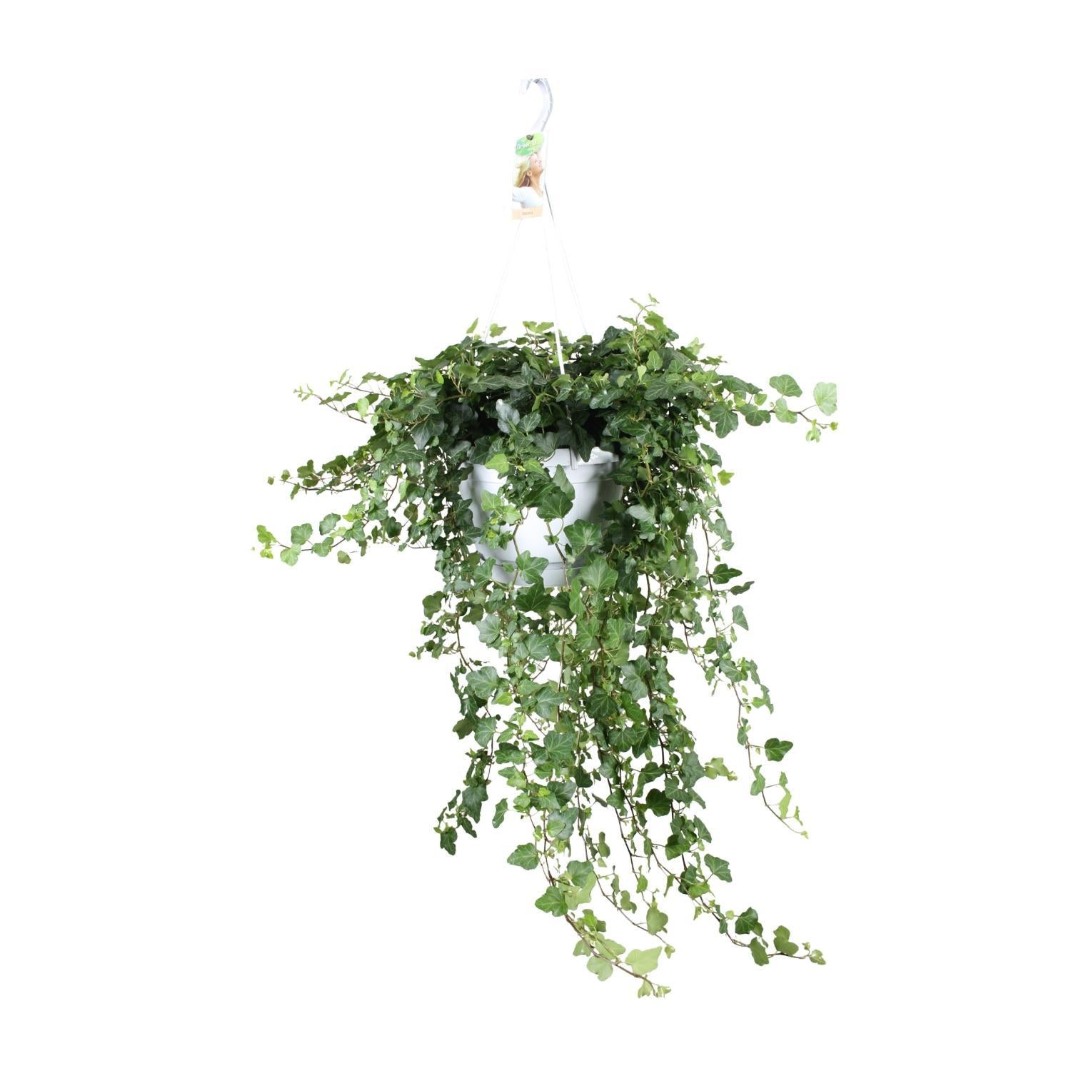 Efeu - Hedera Helix Wonder - Ø24 - ↨70cm