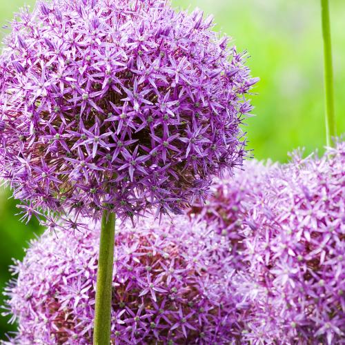 Zierlauch - Allium Globemaster - Blumenzwiebeln 5 Stück