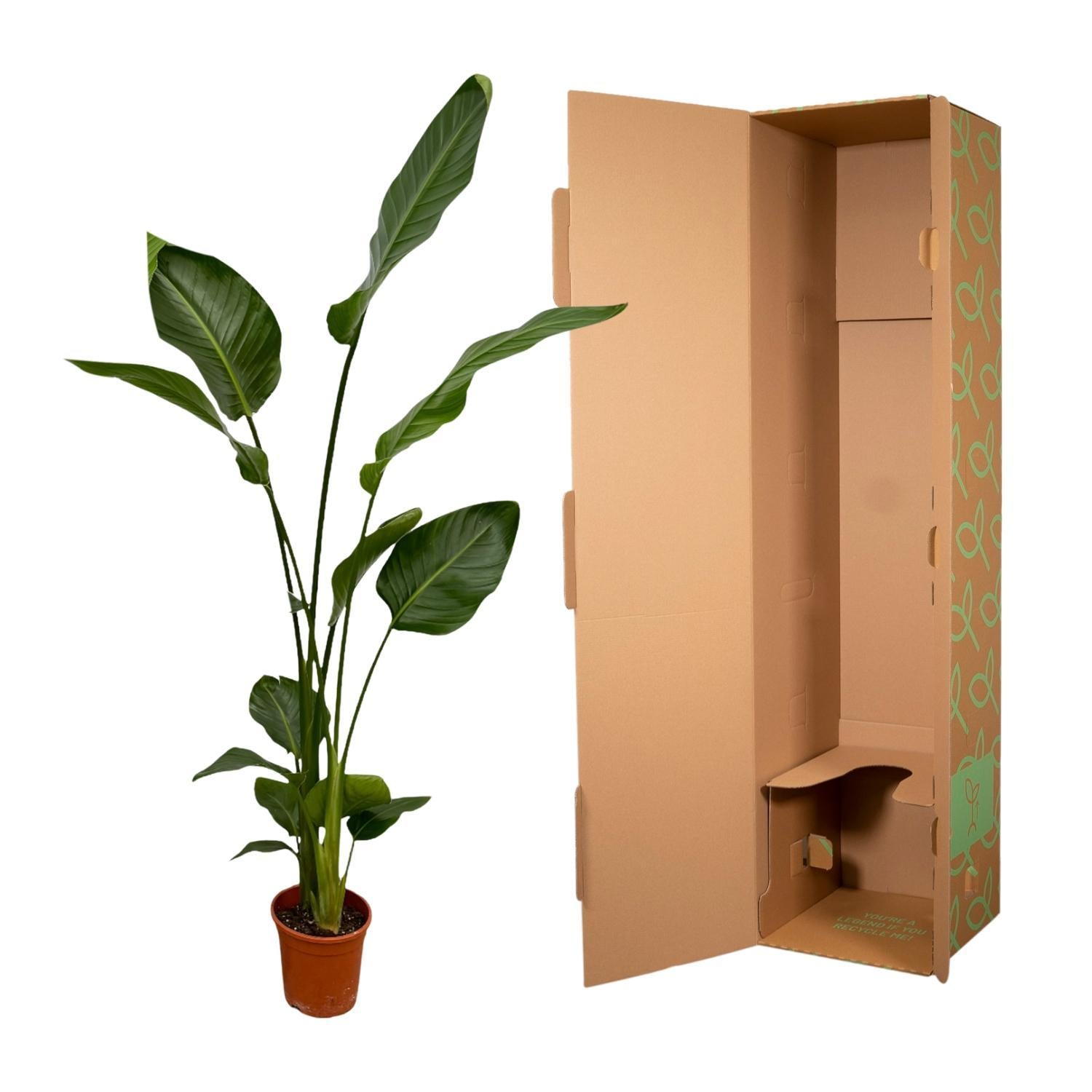 Paradiesvogelblume Set - Strelitzia Nicolai - 130 cm - Ø17 2 Stück