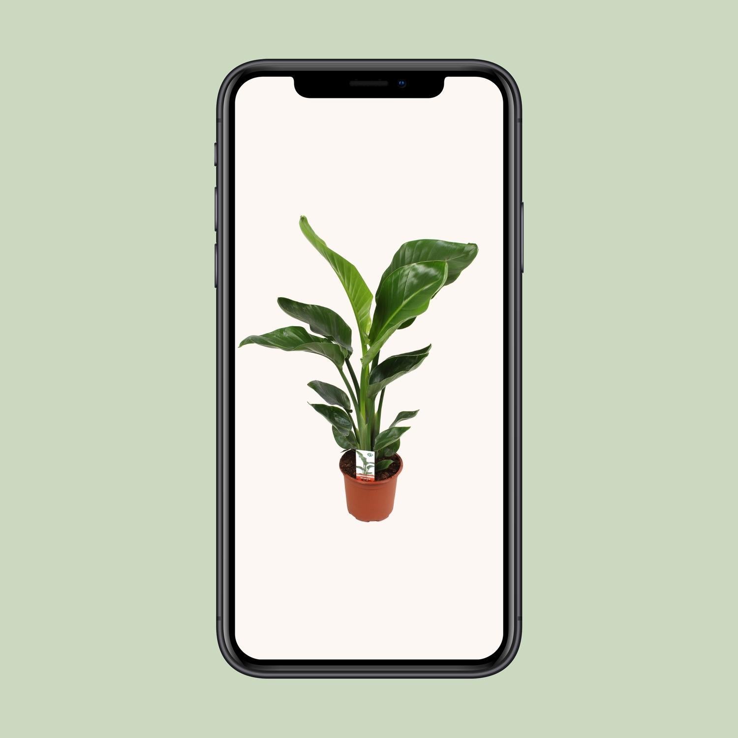 Paradiesvogelblume - Strelitzia Nicolai - 70cm - Ø17cm - ↕70cm