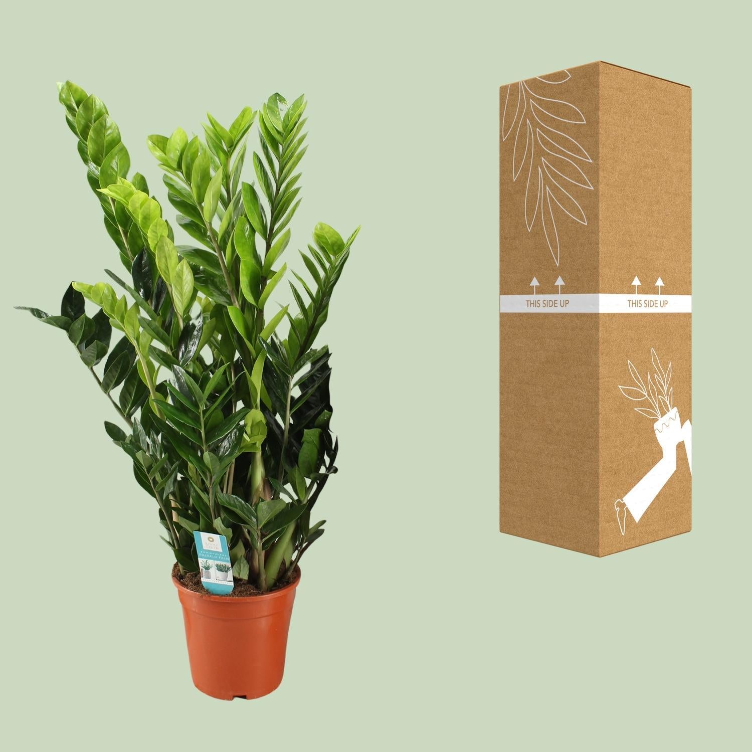 Glücksfeder - Zamioculcas Zamiifolia - Ø21cm - ↕95cm
