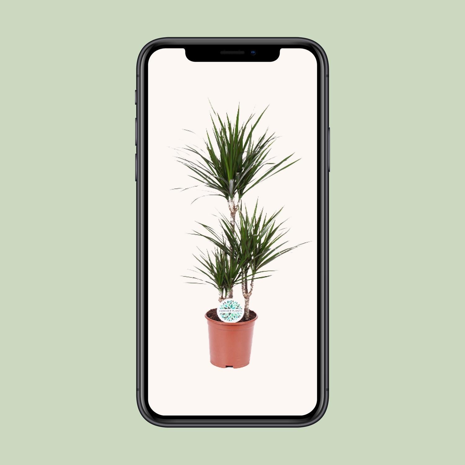 Drachenbaum - Dracaena Marginata - Ø21cm - ↕115cm