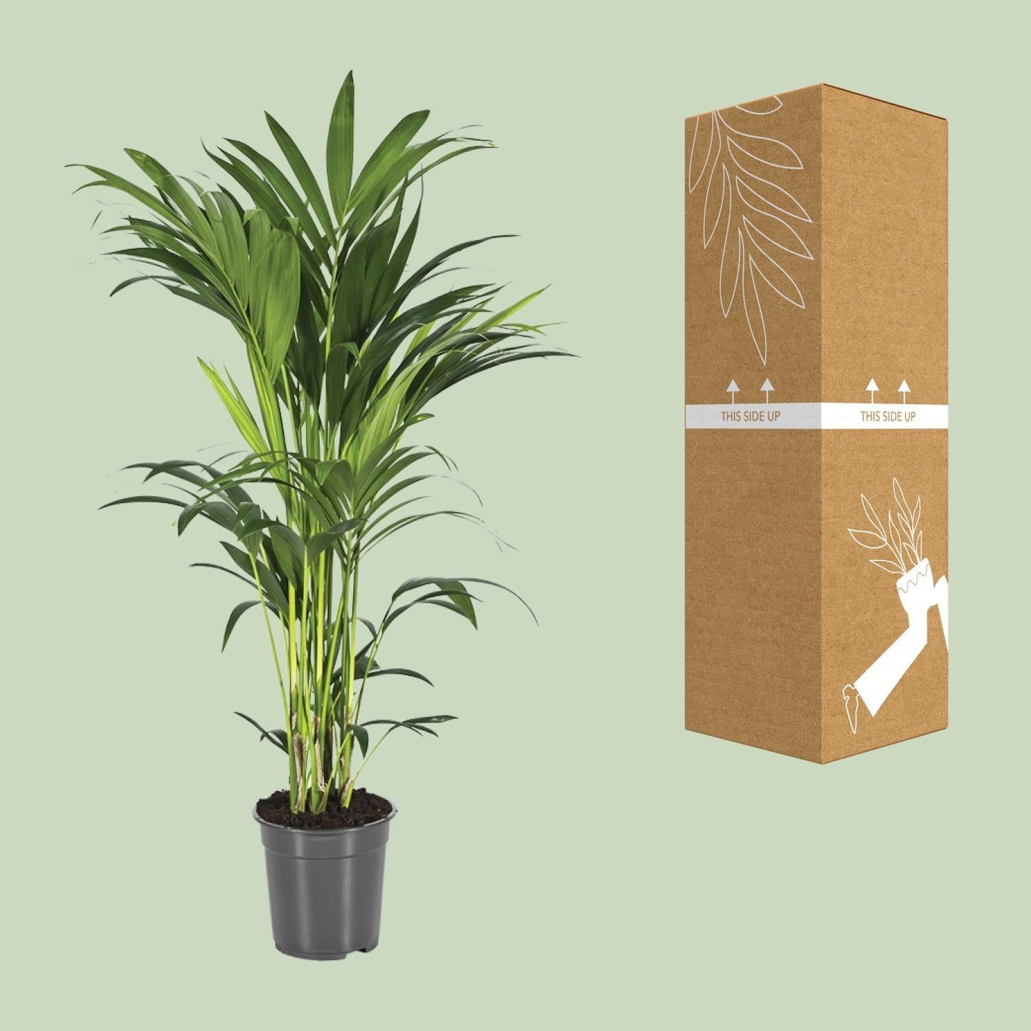 Kentia Palme - Howea Forsteriana - Ø21cm - ↕110cm