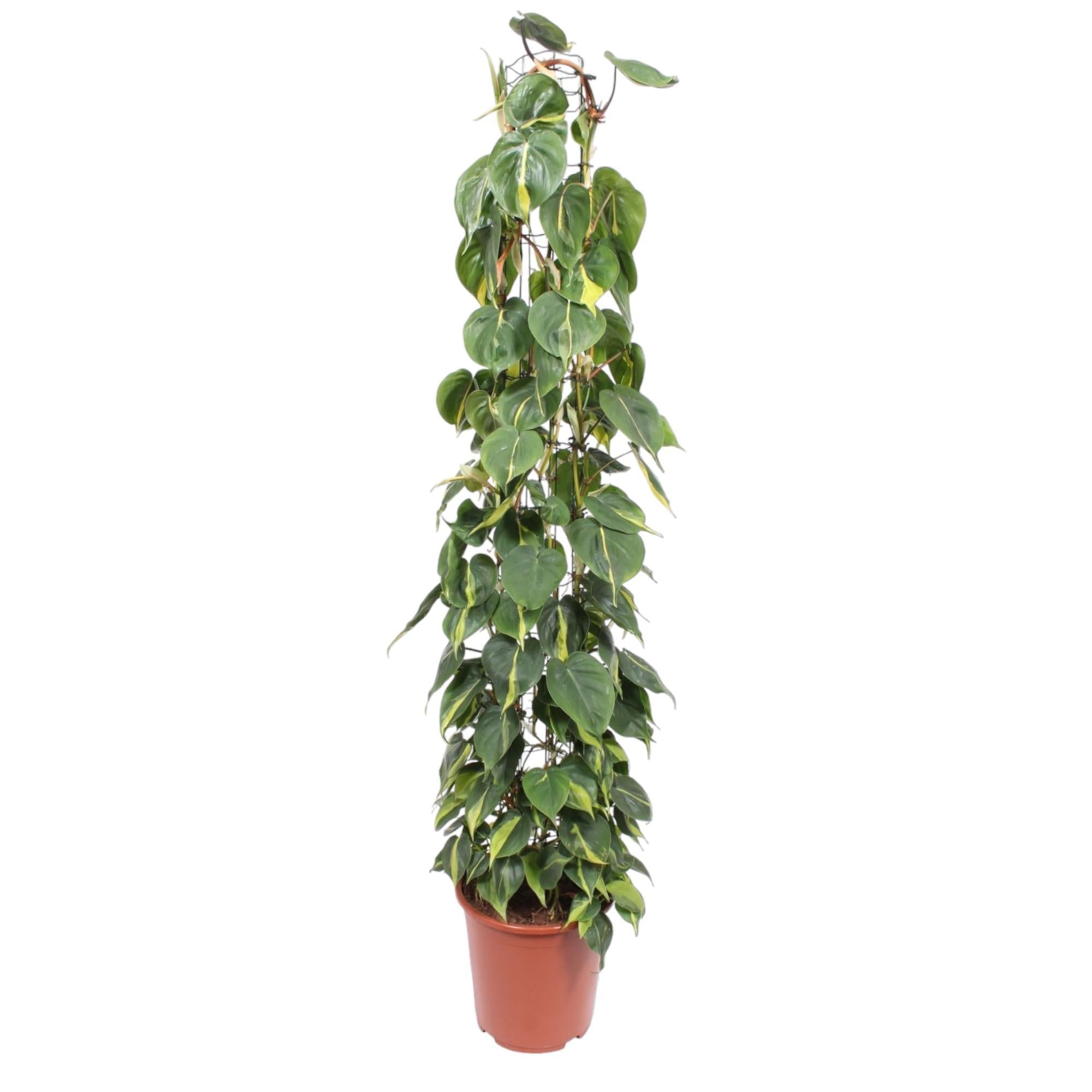 Herzblattphilodendron - Philodendron Scandens Brasil Gittergestell- 160 cm - ø27