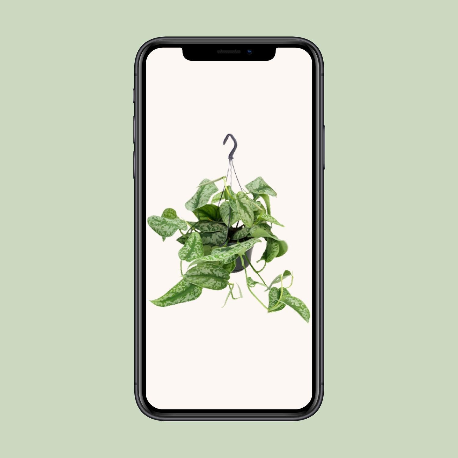 Efeutute - Scindapsus Pictus Trebie - Ø15cm - ↕25cm