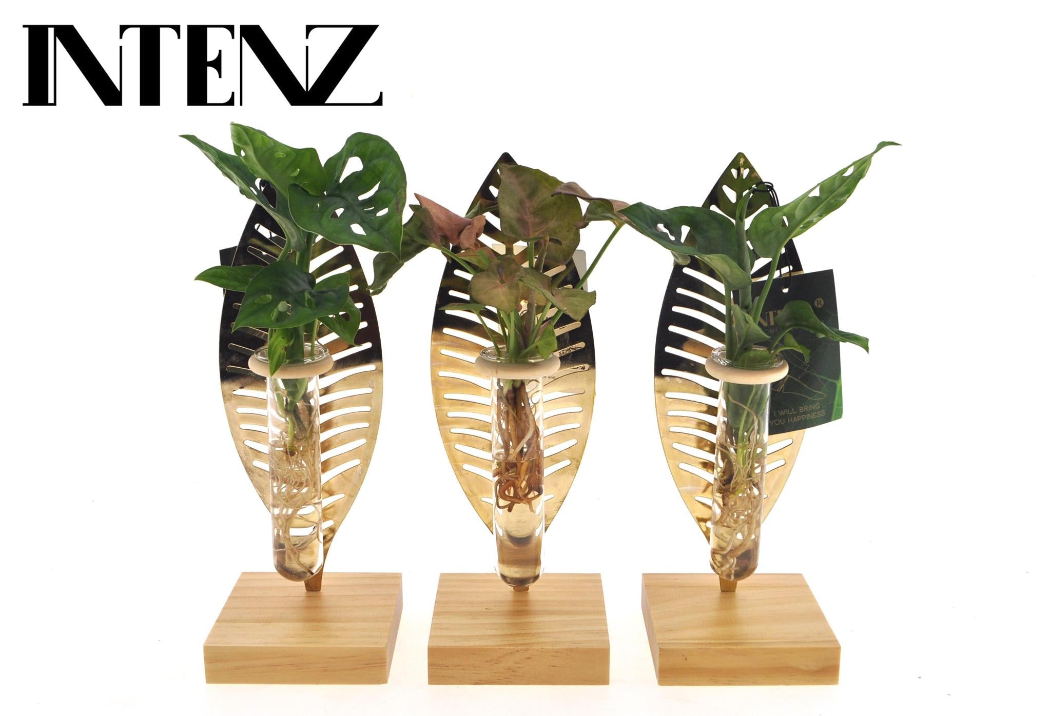 Pflanzen Mix im Glas - Zimmerpflanzen im Verona Glas - Ø7cm - ↕10cm 3 Stück