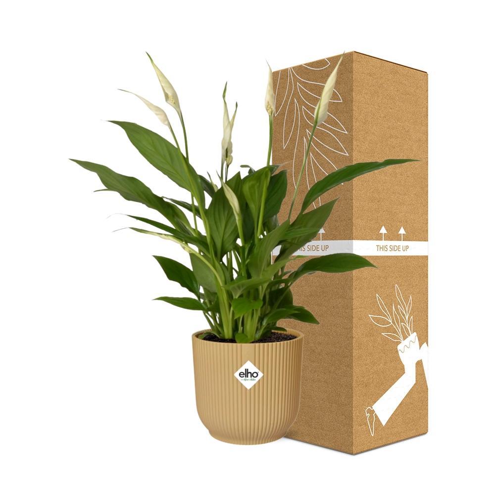 Friedenslilie - Spathiphyllum Torelli in ELHO Vibes Fold 14cm Topf gelb