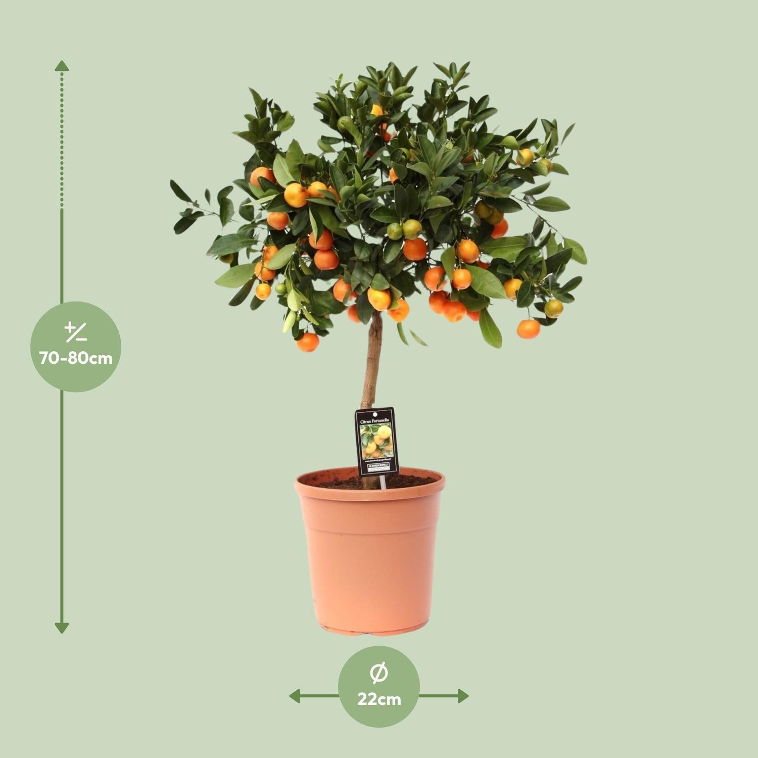 Orangenbaum Mini - Citrus Calamondin Orange - Ø22cm - ↕80cm