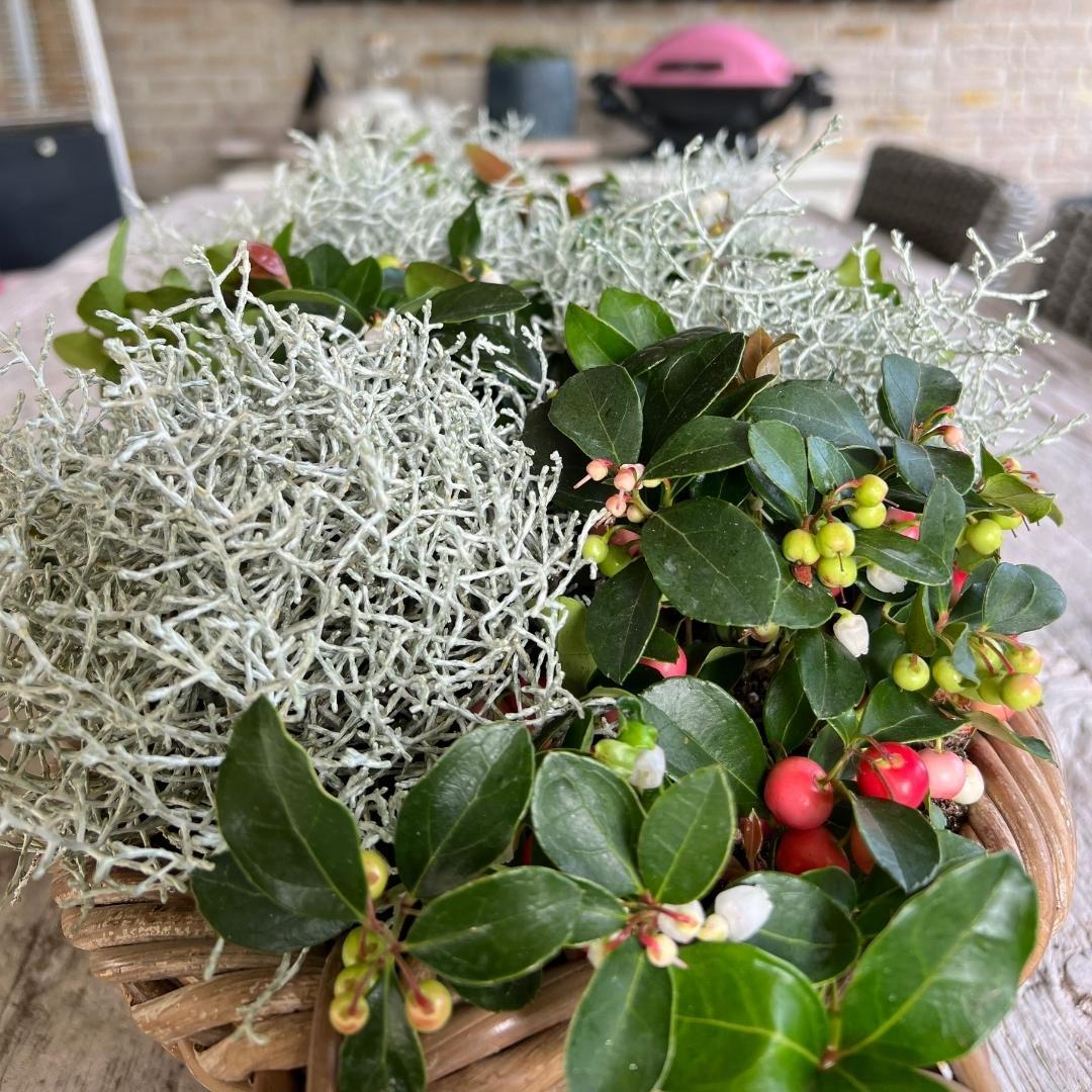 Stacheldrahtpflanze - Calocephalus' - 10 cm Ø - 15 cm ↕ 6 Stück