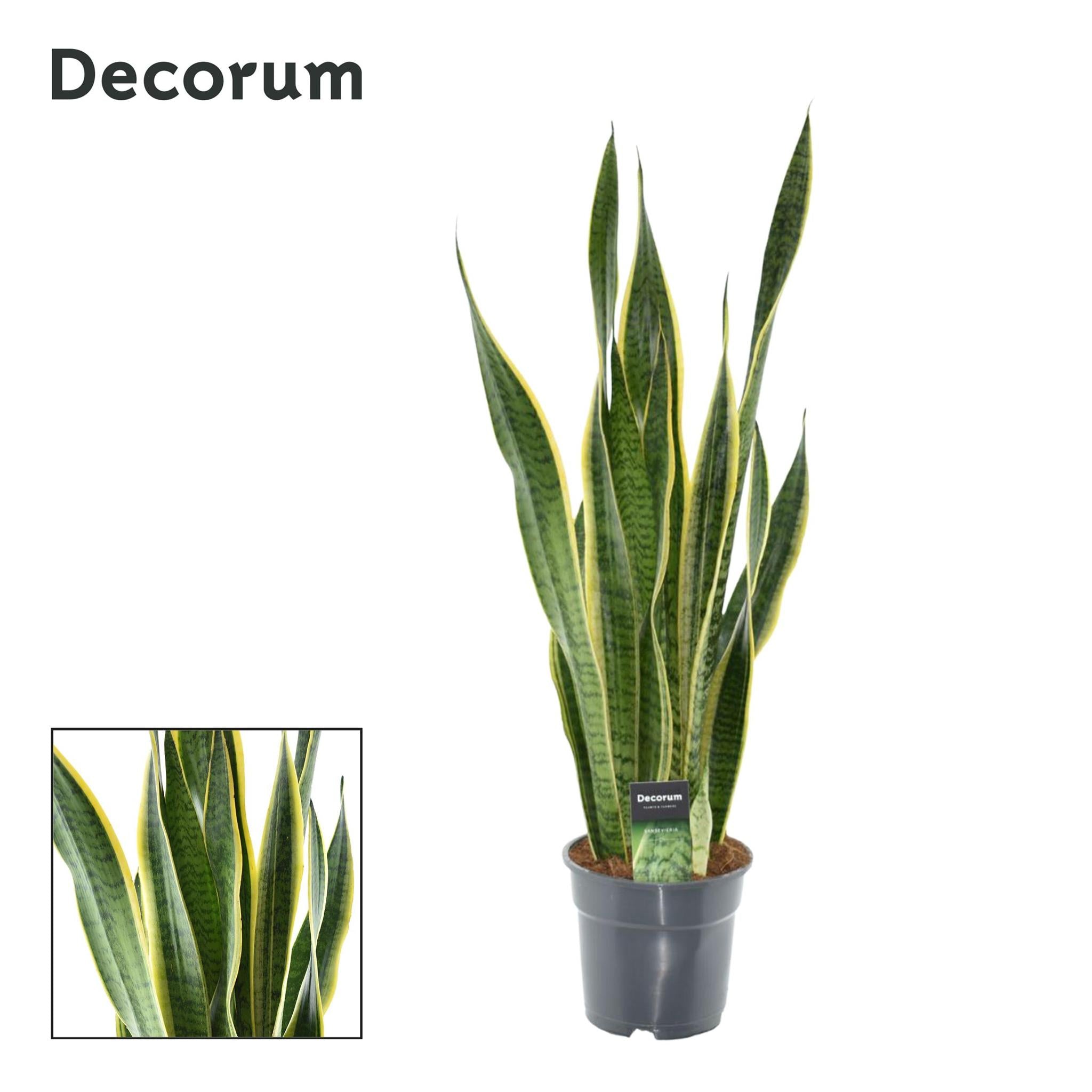 Bogenhanf - Sansevieria Laurentii XL (Decorum) - Ø17cm - ↕70cm