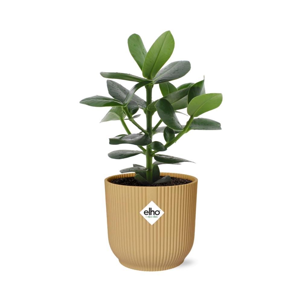 Balsamapfelpflanze - Clusia Princess in ELHO Vibes Fold 14cm geel Topf gelb