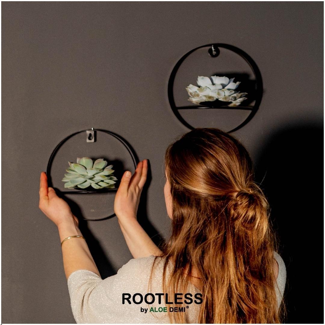 Schnittecheveria - ROOTLESS Succulent Echeveria Lilacina auf Wanddeko Ring schwarz Ø20 cm - ↕20 cm