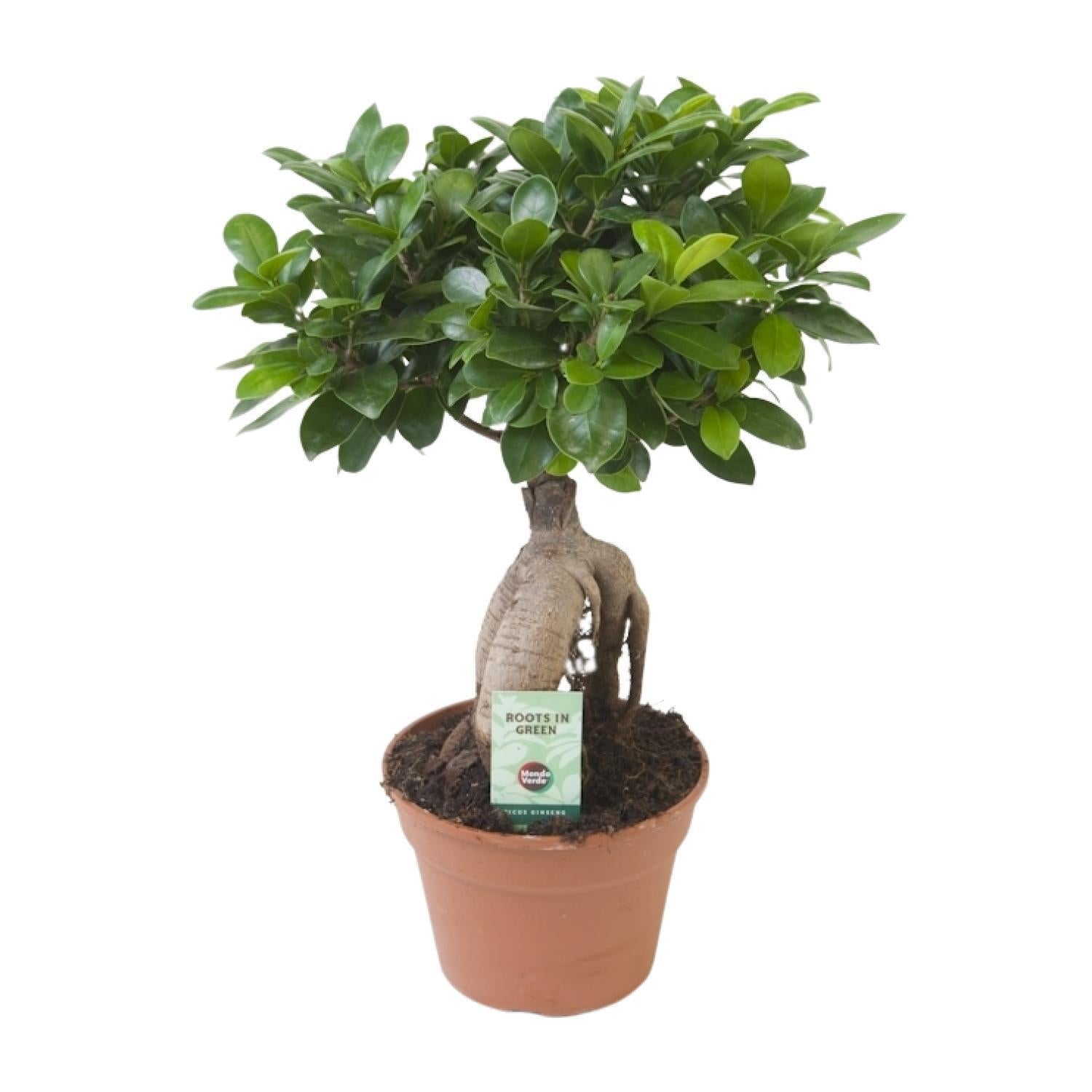 Ficus Ginseng - Ficus microcarpa Ginseng - Ø17cm - ↕40cm