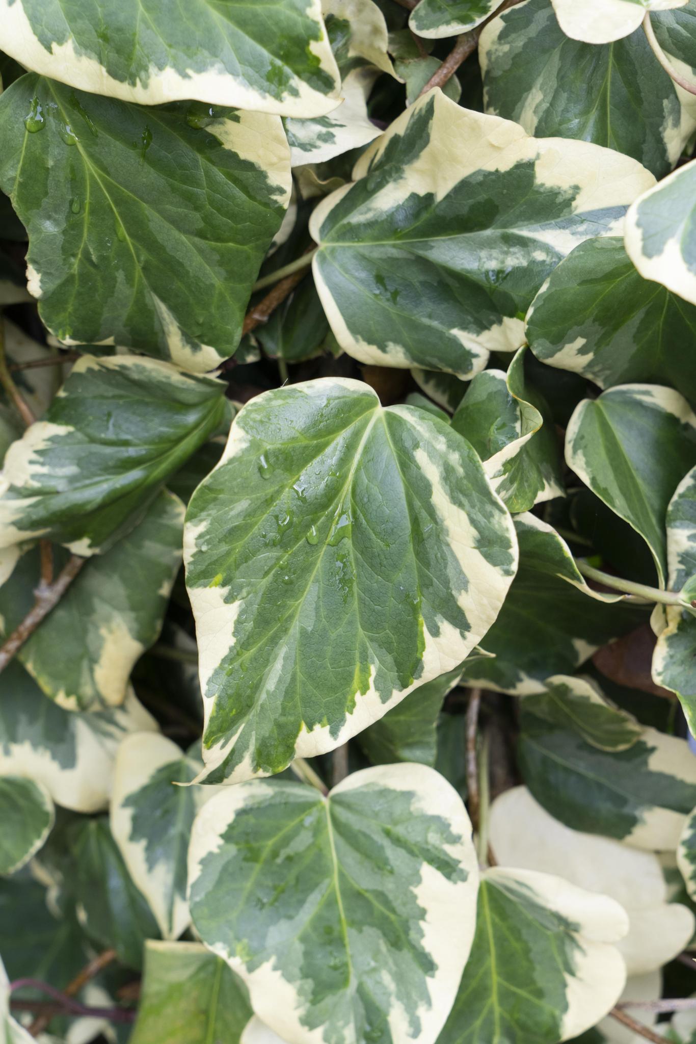 Kaukasischer Efeu - Hedera colchica 'Dentata Variegata' - weißgrüner Efeu