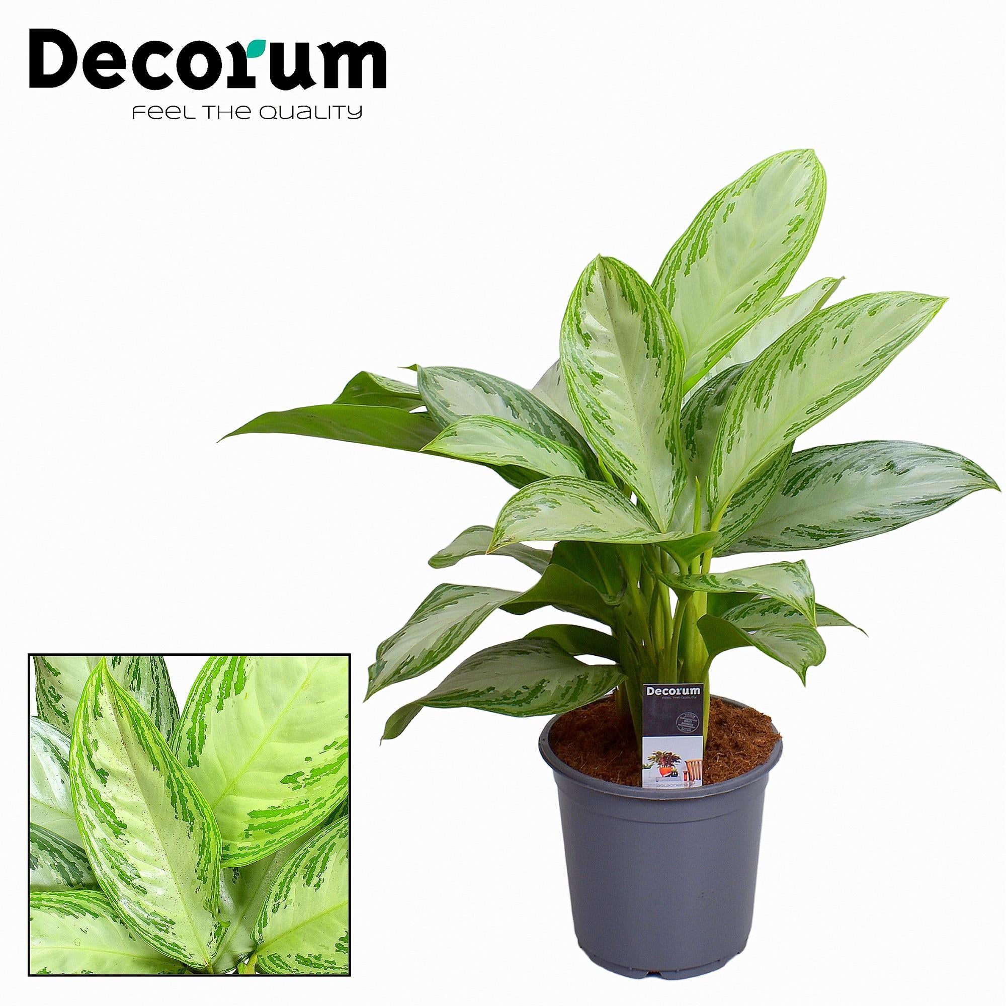 Aglaonema Zilverbaai - Ø21cm - ↕80cm