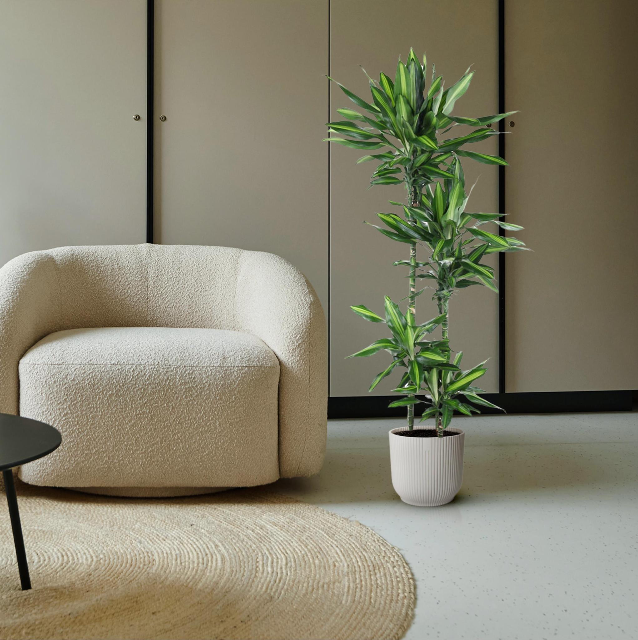 Drachenbaum - Dracaena Cintho - 150 cm - ø27