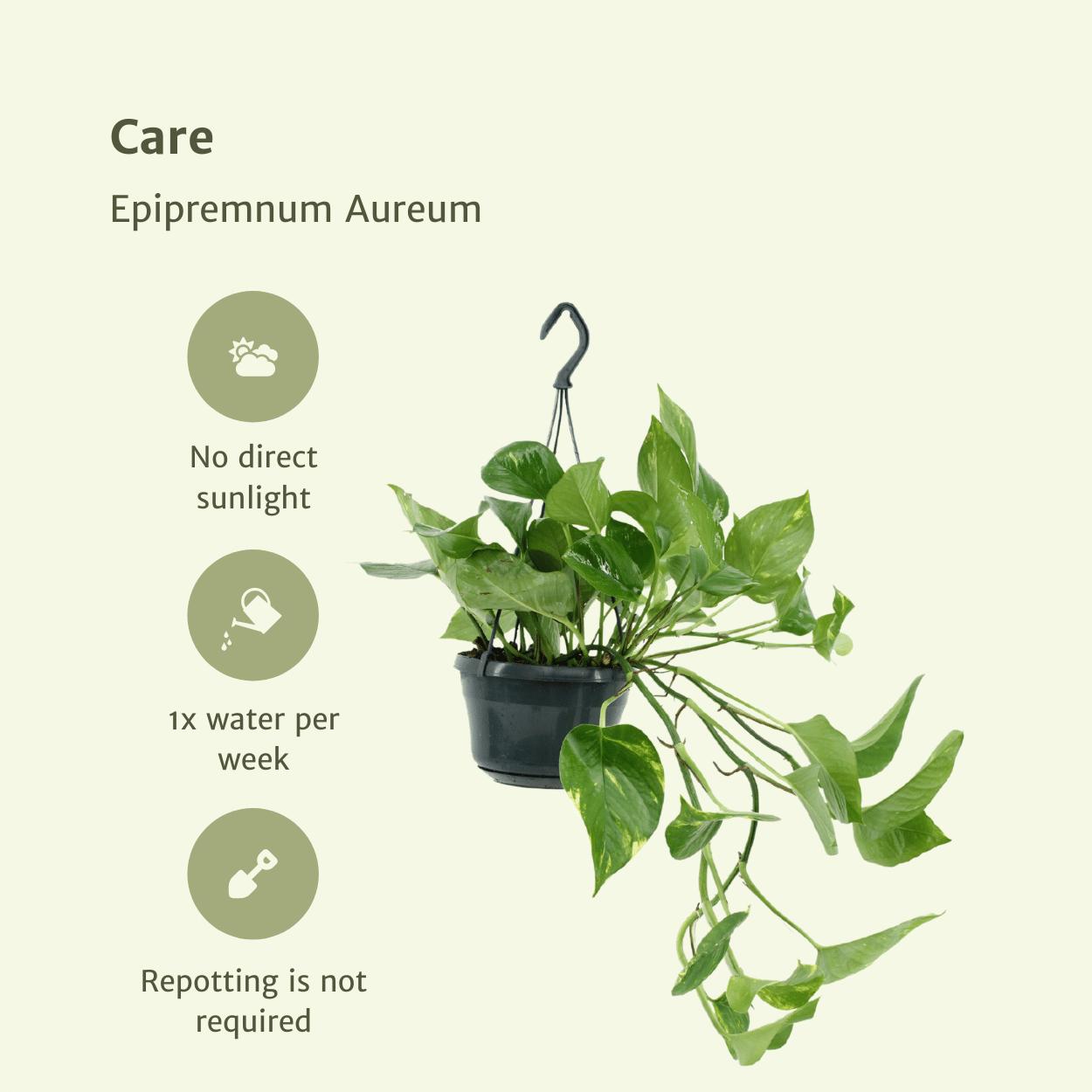 Efeutute Set - Epipremnum Aureum - Scindapsus - 25cm - ø15 2 Stück